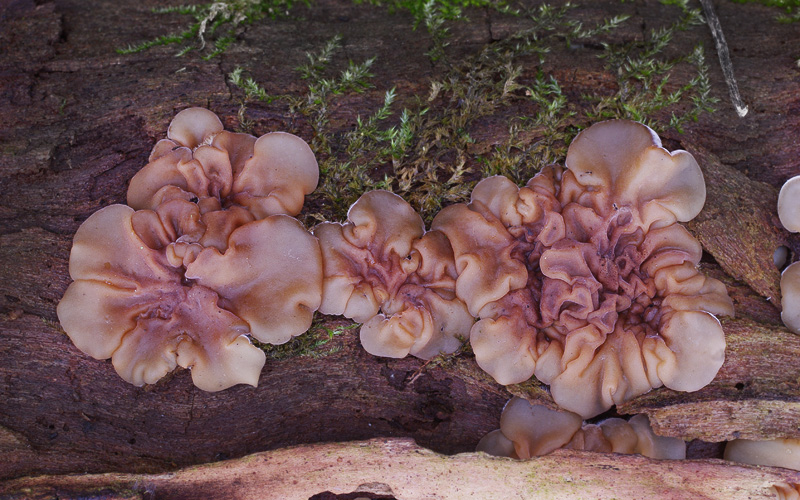 Auricularia mesenterica